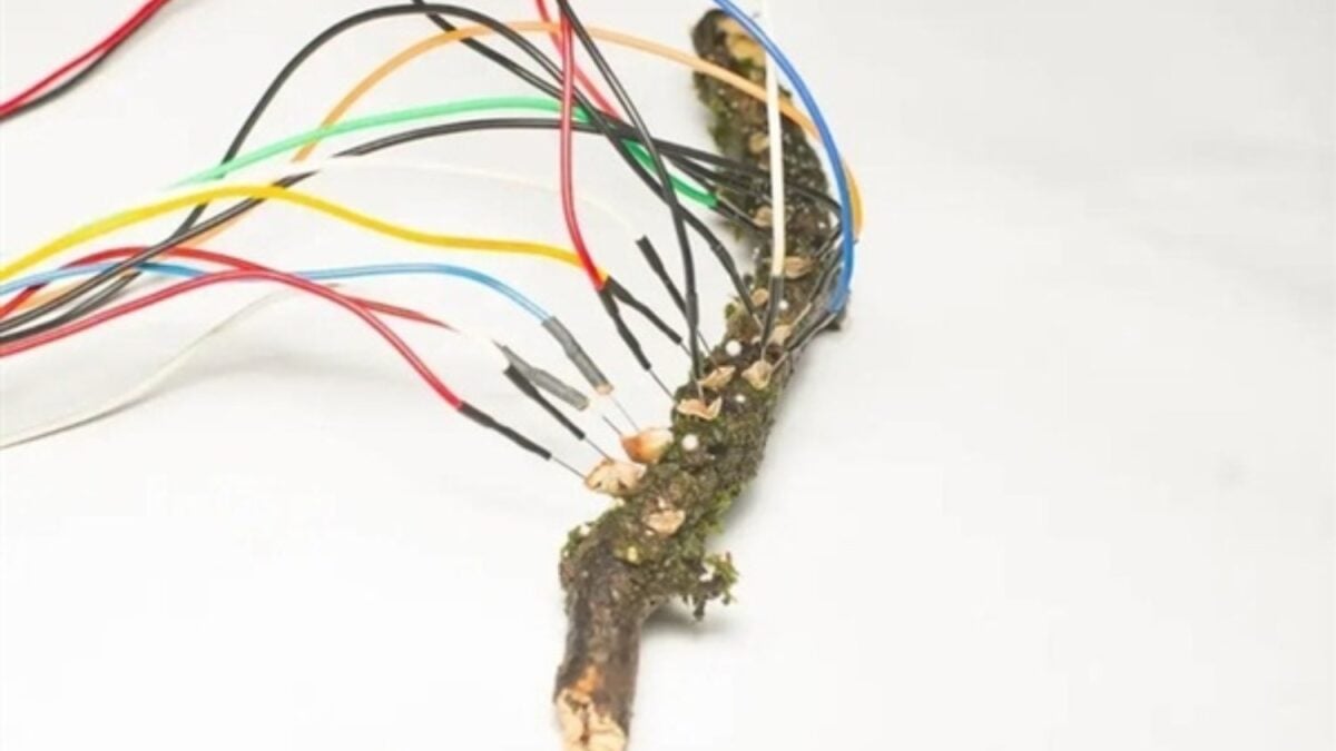La computación del futuro podría no fabricarse en una oblea de silicio, sino crecer como un organismo vivo. Los hongos ya se estudian como una alternativa real para procesar información con mucho menos impacto ambiental
