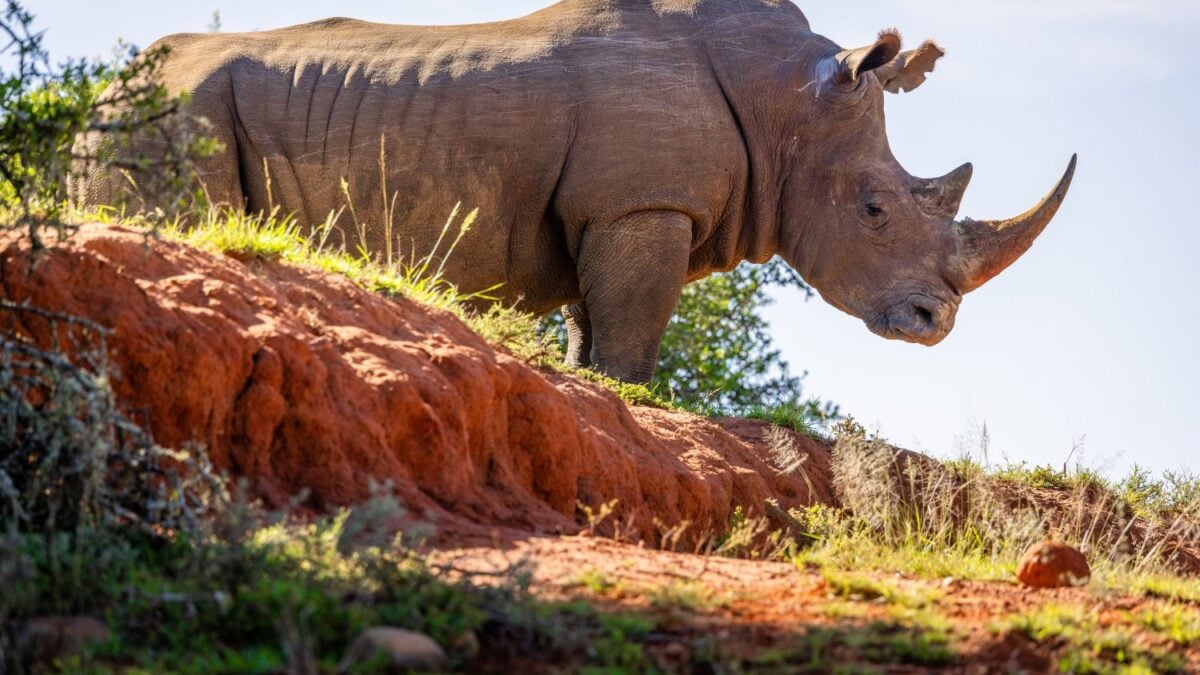 Un proyecto de conservación de rinocerontes utiliza radioactividad en sus cuernos