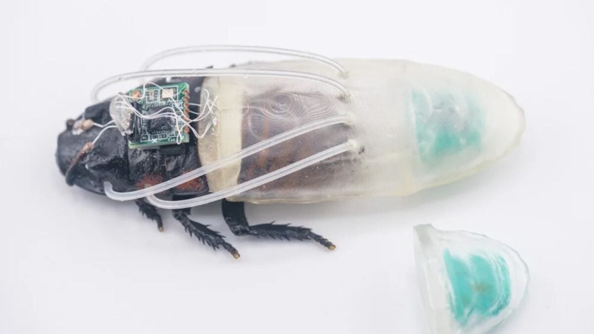 Científicos querían enviar robots a lugares donde ni un robot puede entrar. Su solución fue mucho más extraña: convertir cucarachas en ciborgs y fabricarles un traje de buceo para sobrevivir tres horas bajo el agua