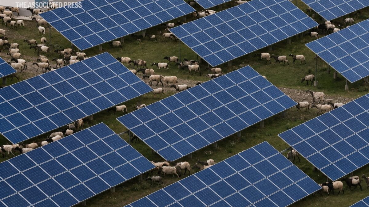 China cubrió una zona árida con millones de paneles solares y ocurrió algo inesperado: el terreno empezó a reverdecer
