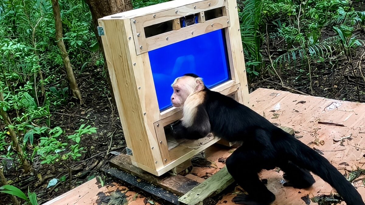 Instalaron un laboratorio con IA en medio de la selva y 16 monos capuchinos aprendieron a interactuar con él