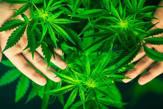 Analizan el cannabis que se consume en el clubbing alemán