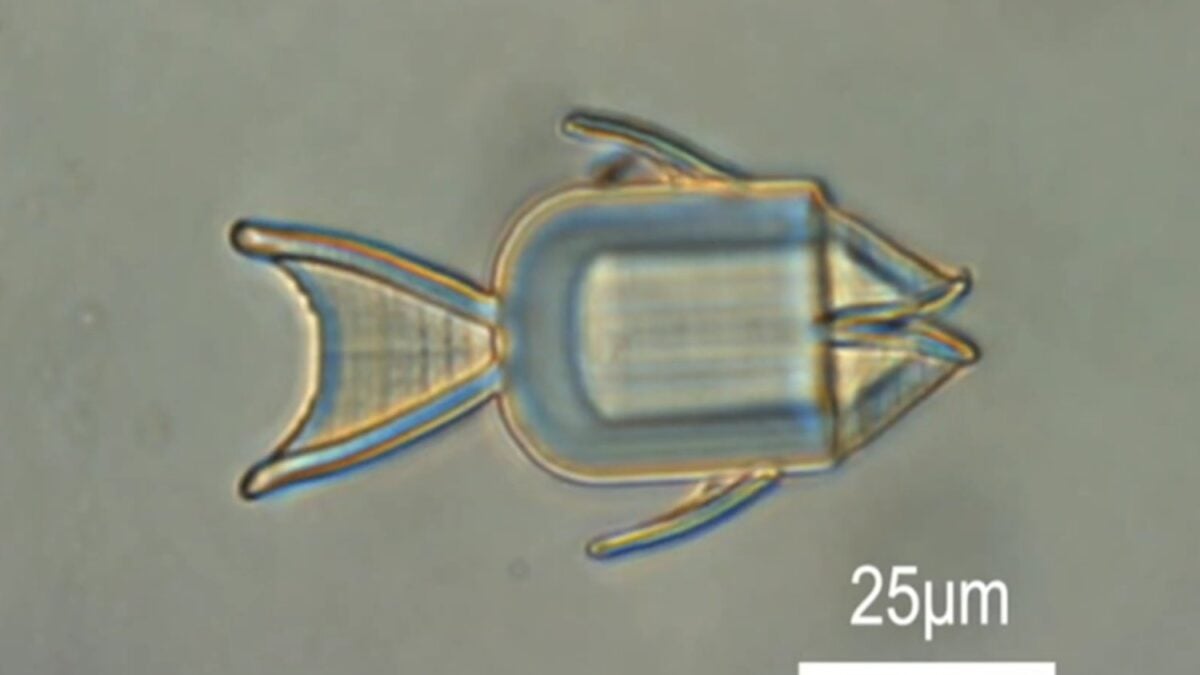 Microrrobots metálicos podrían realizar biopsias y administrar fármacos desde el interior del cuerpo