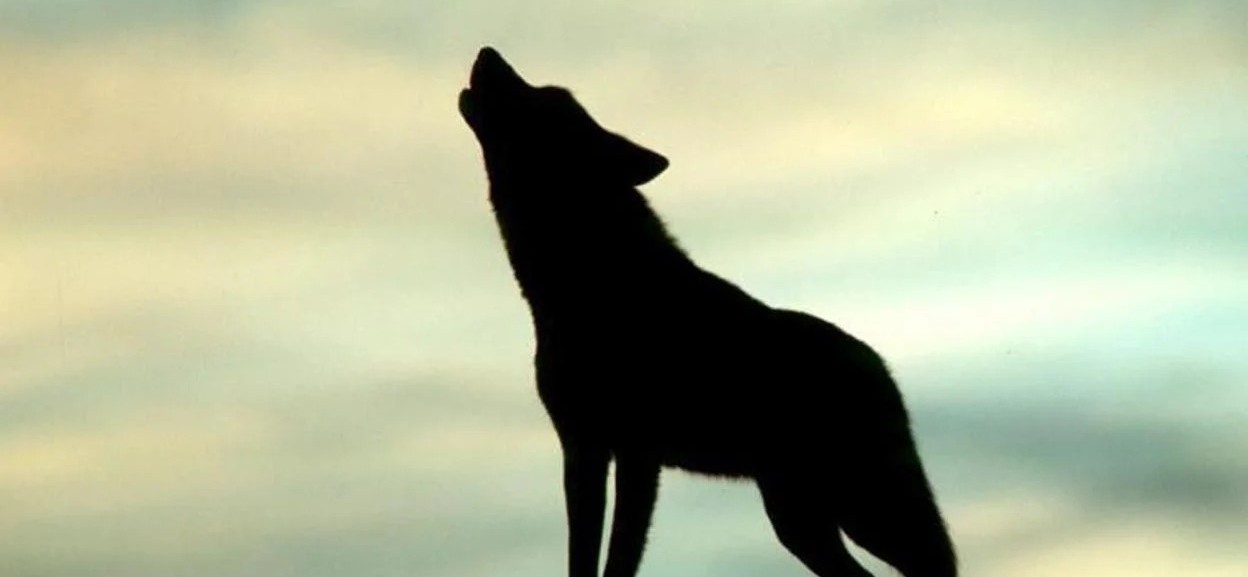 Cuando el bombo pacta con el lobo